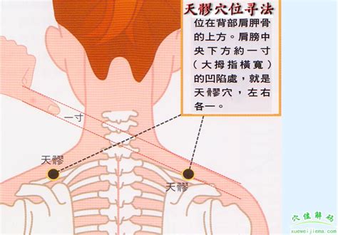 天元穴|天髎穴的准确位置图和作用